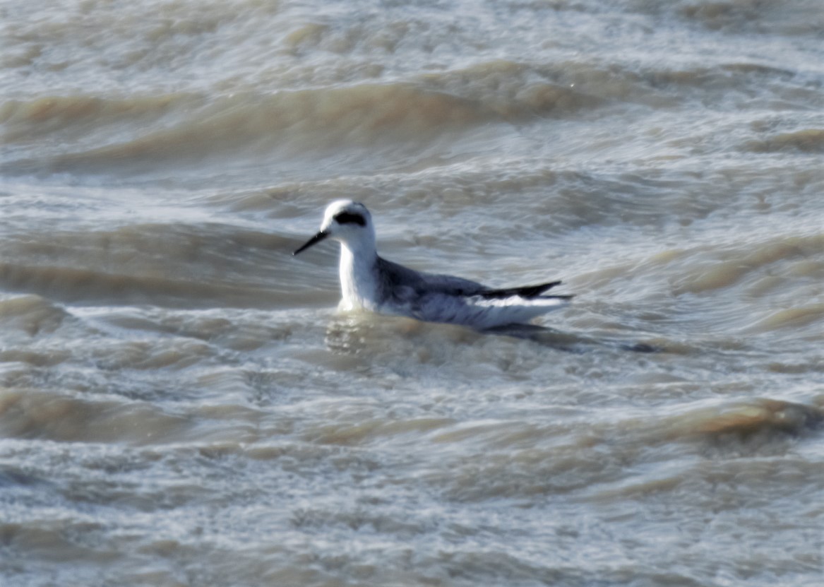 Red Phalarope - ML307115201