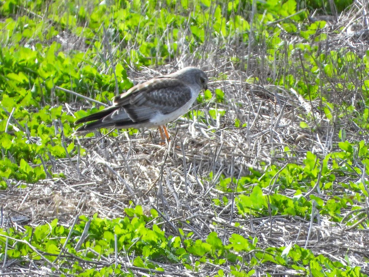 Northern Harrier - ML307115821