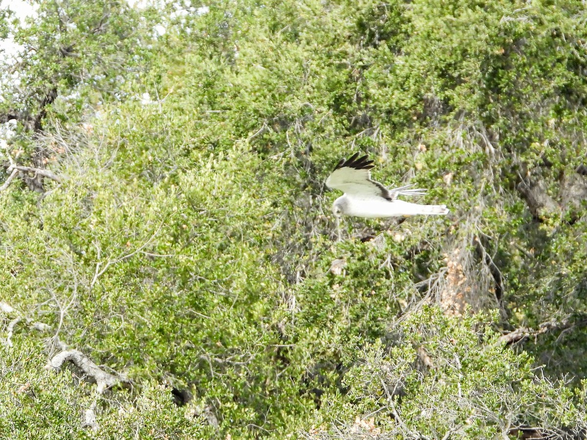 Northern Harrier - ML307115961