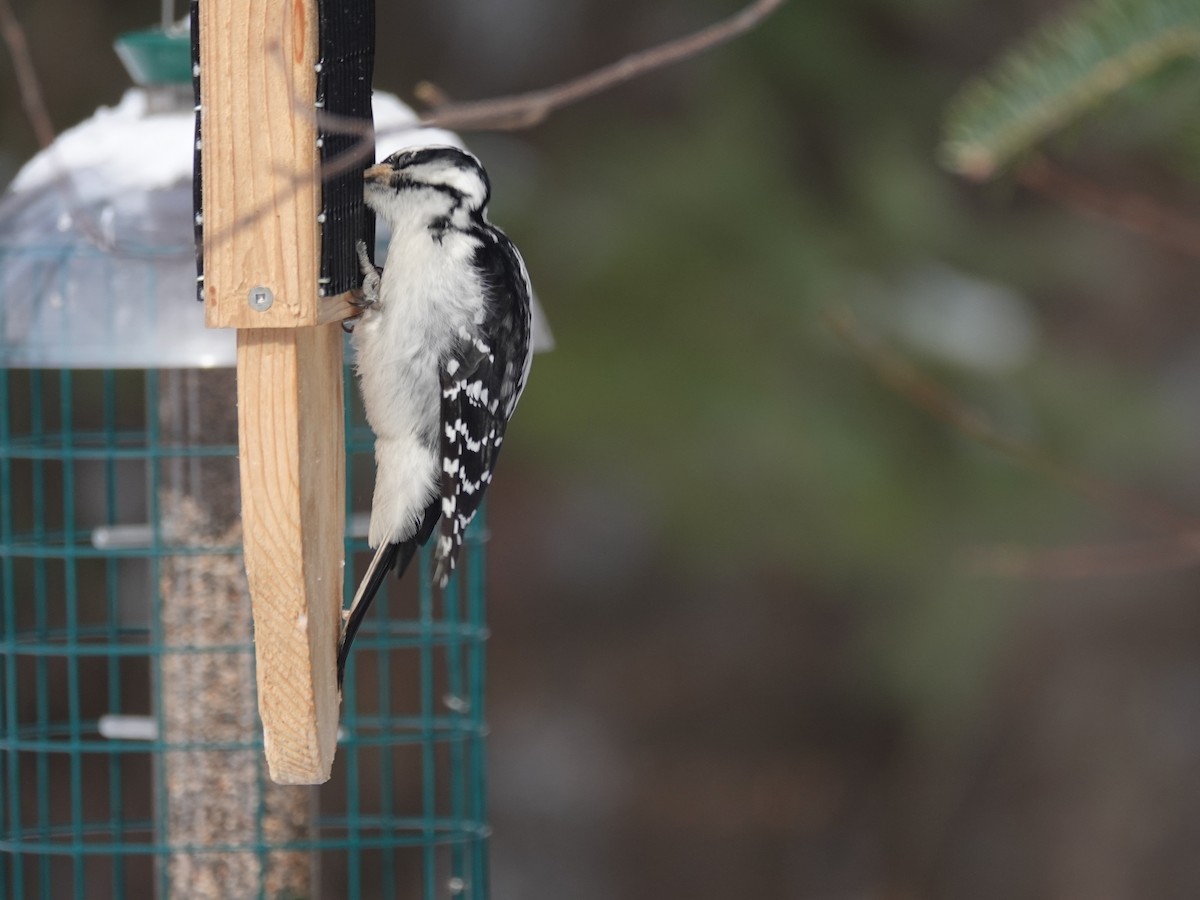 Hairy Woodpecker - ML307116231