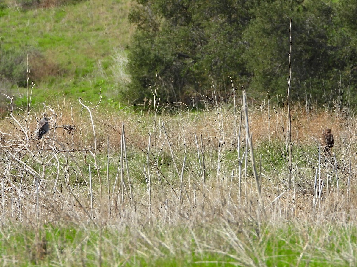 Northern Harrier - ML307116351