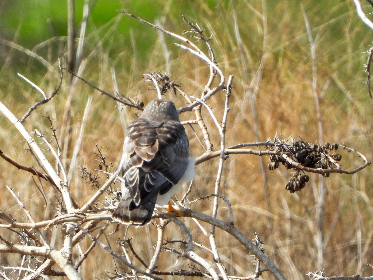 Northern Harrier - ML307116461