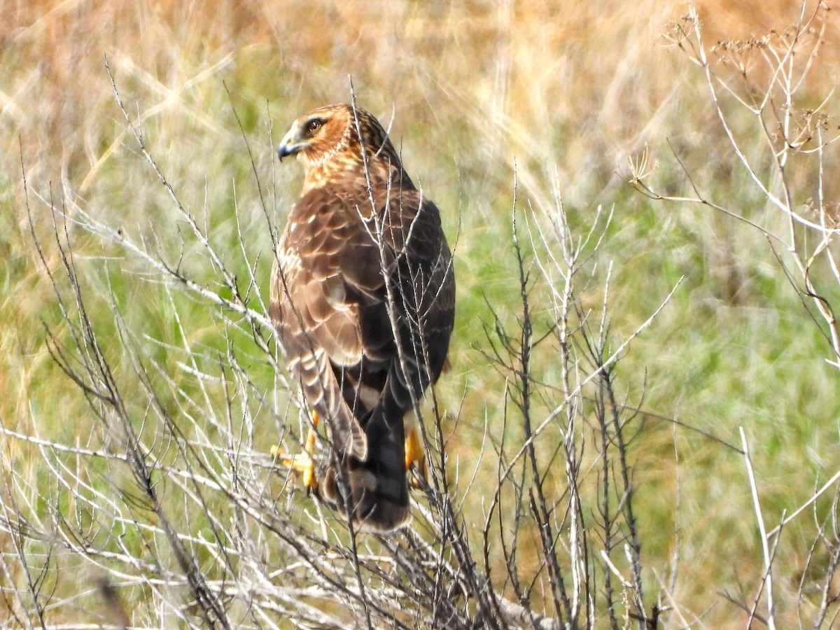 Northern Harrier - ML307116521