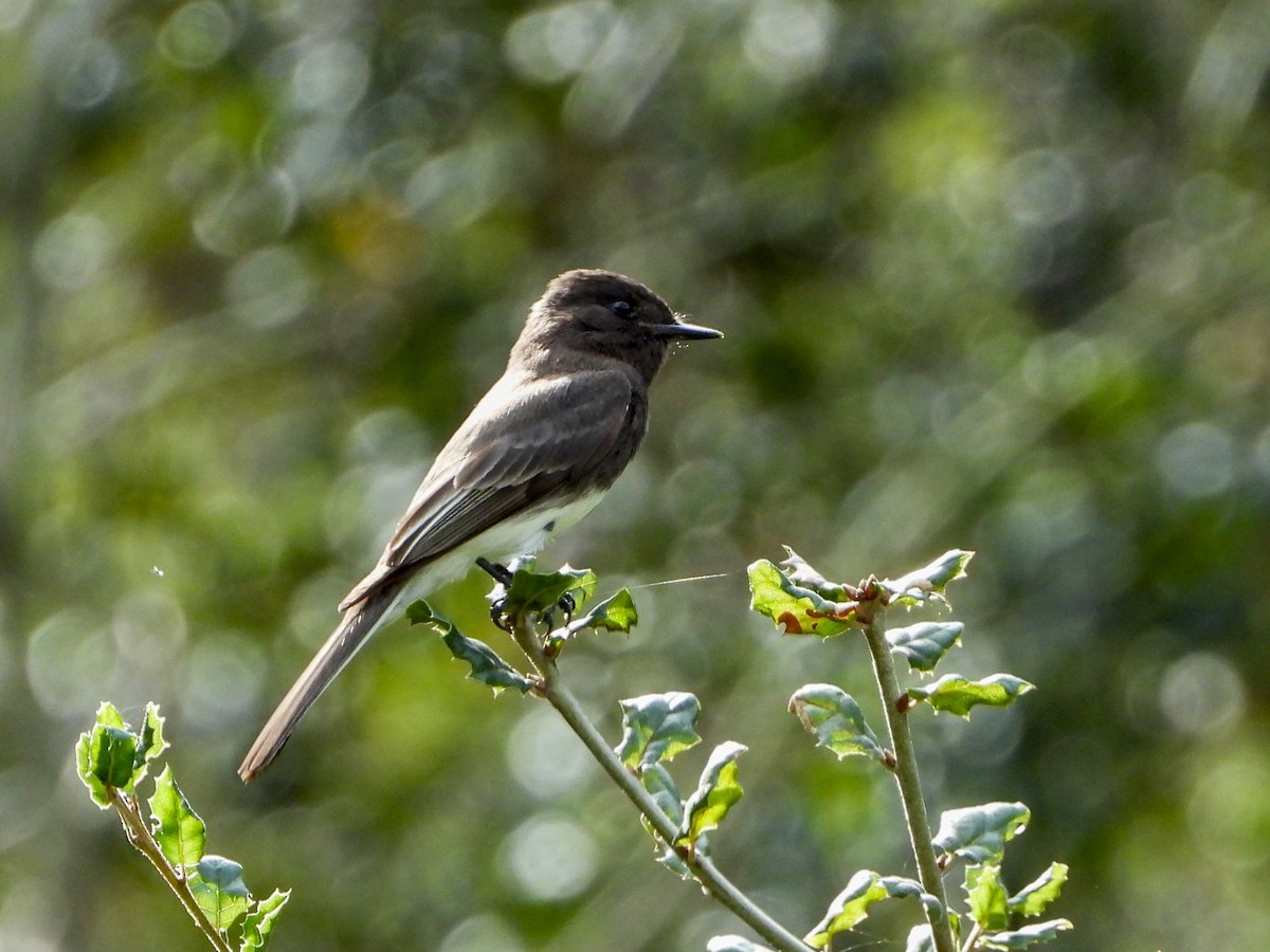 Black Phoebe - ML307116581