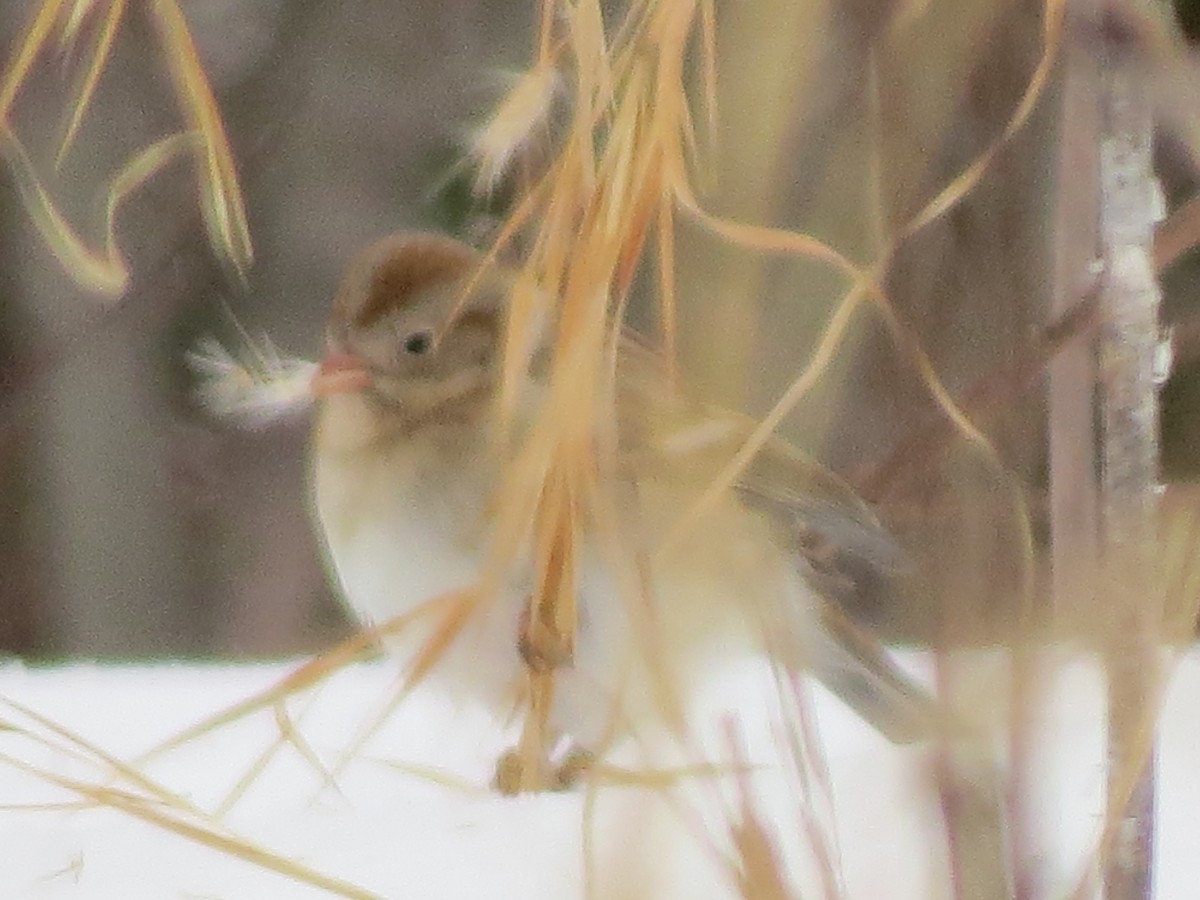 Field Sparrow - ML307116811