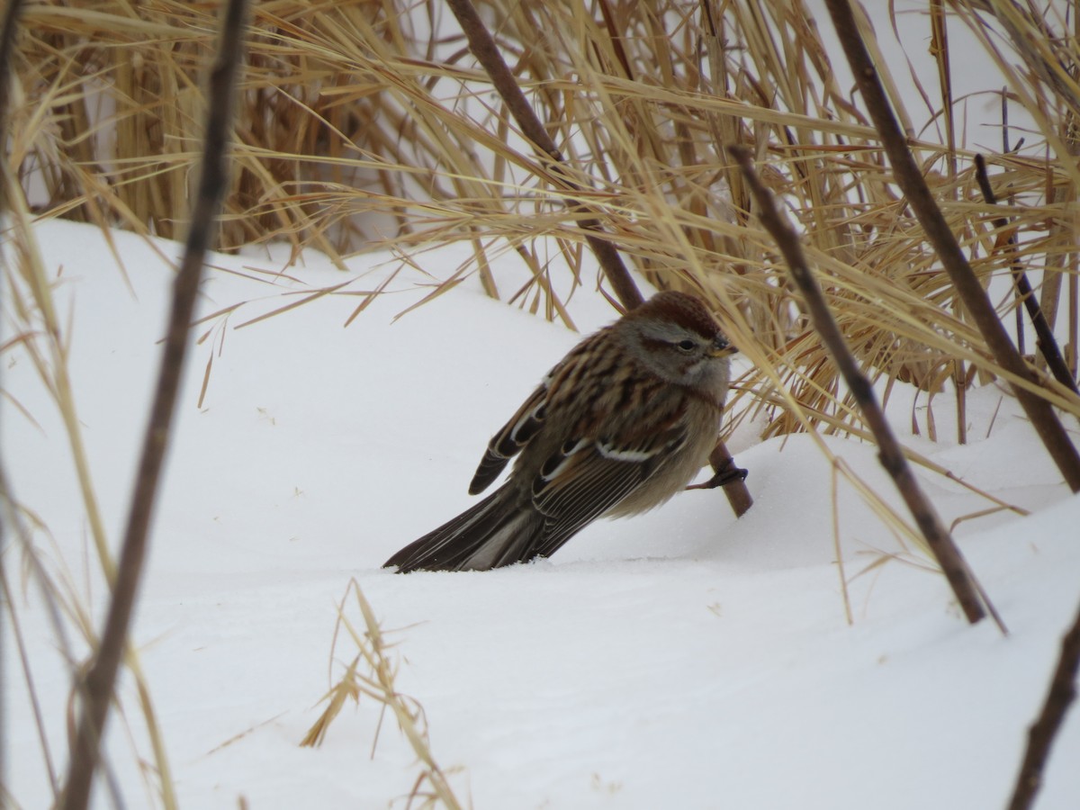 American Tree Sparrow - ML307116941