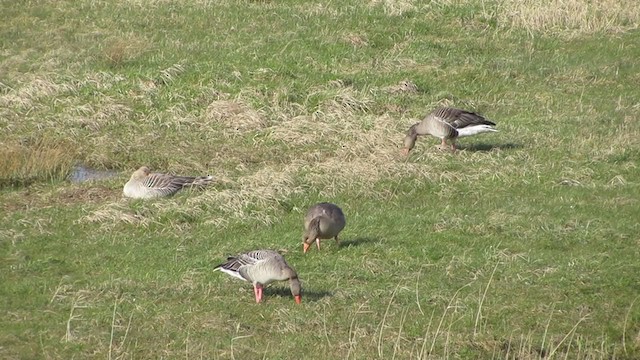 Graylag Goose - ML307118011