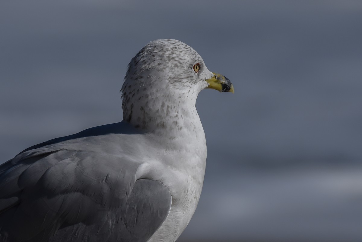 Ring-billed Gull - ML307119961