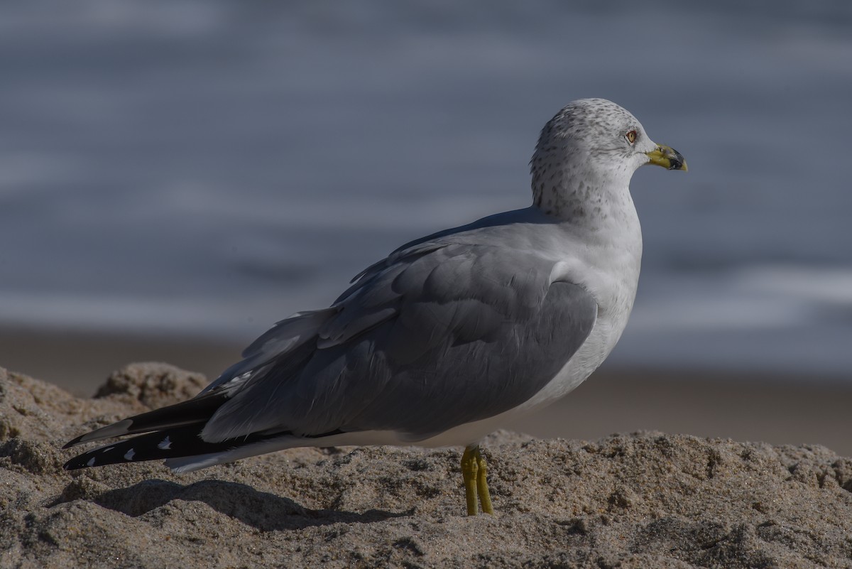 Ring-billed Gull - ML307121171