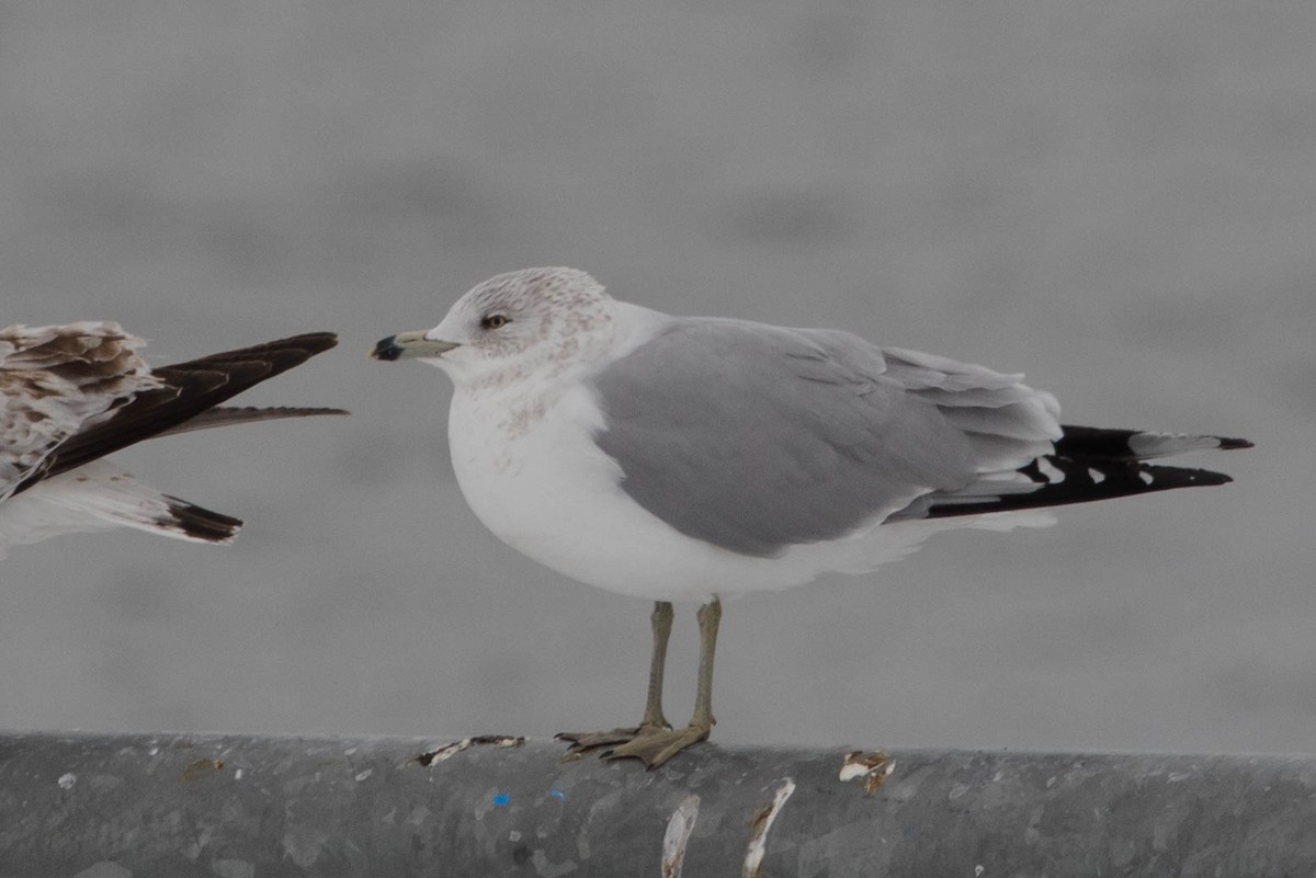 Ring-billed Gull - ML307121561