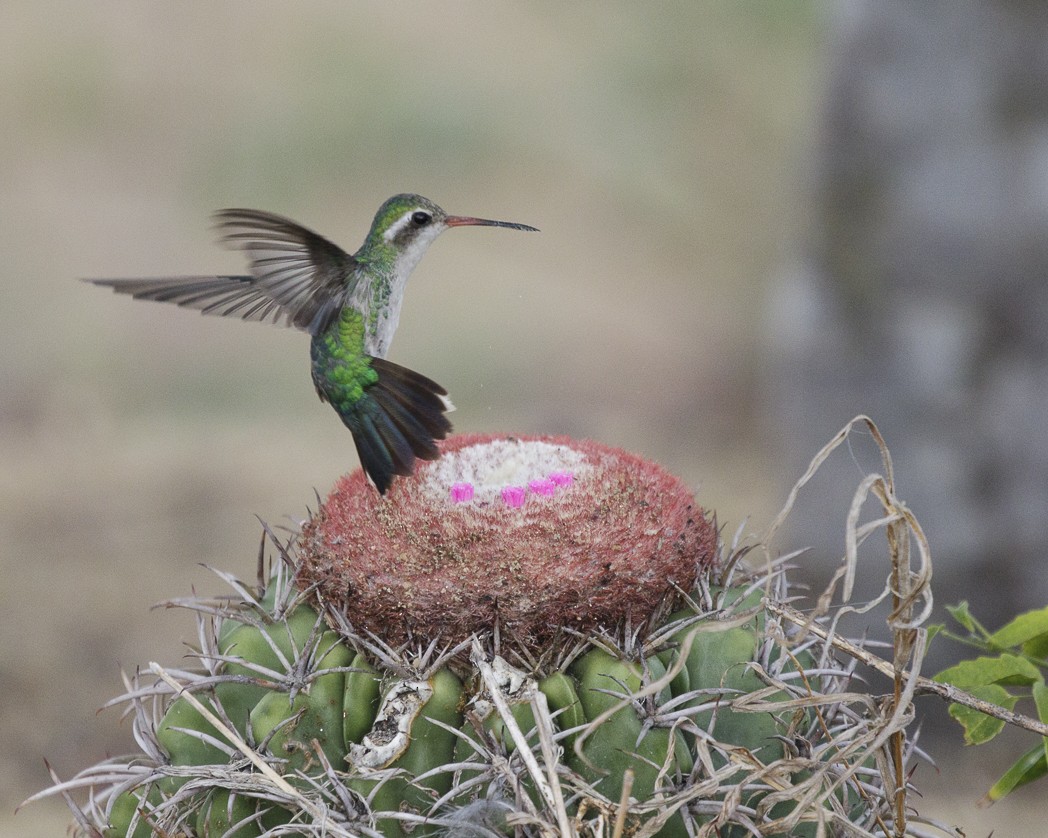 Glittering-bellied Emerald - ML307125011