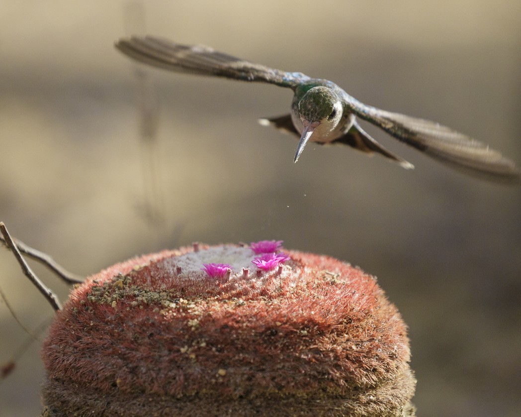 Glittering-bellied Emerald - ML307125041