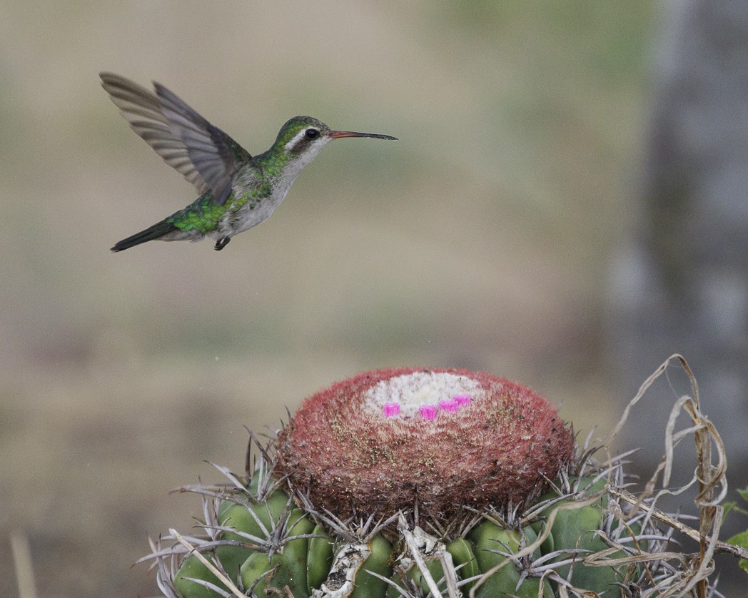 Glittering-bellied Emerald - ML307125051