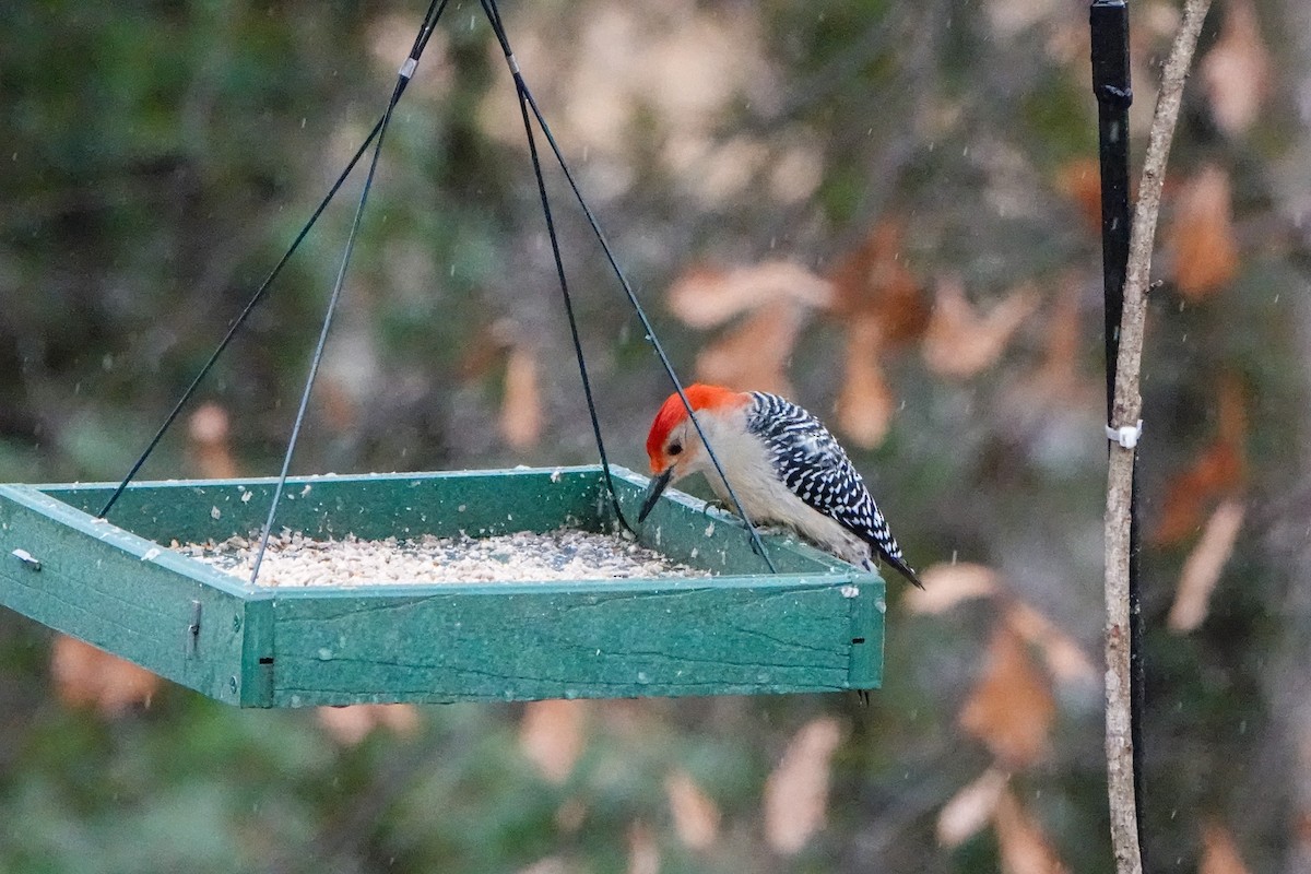 Red-bellied Woodpecker - Gretchen Locy