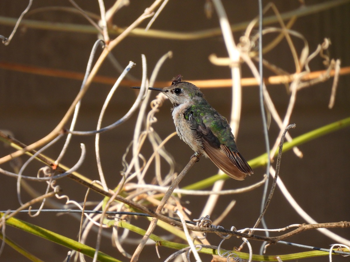 Calliope Hummingbird - ML307128211