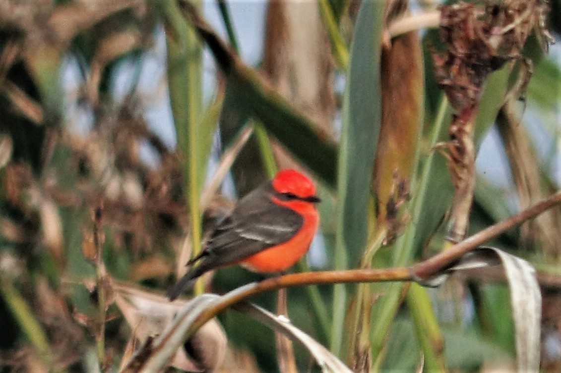 Vermilion Flycatcher - ML307128241