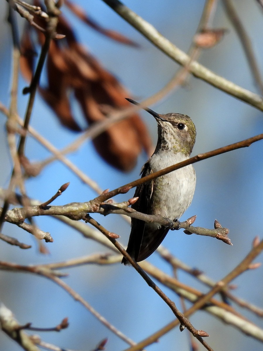 Anna's Hummingbird x Selasphorus sp. (hybrid) - ML307128311