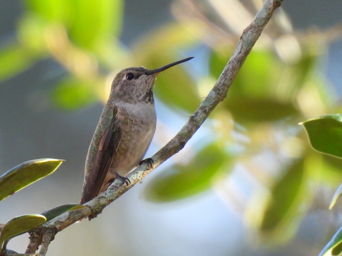 Anna's Hummingbird x Selasphorus sp. (hybrid) - ML307128461