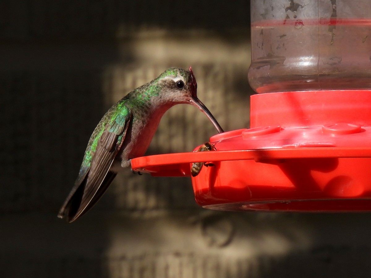 Broad-billed Hummingbird - ML307128541