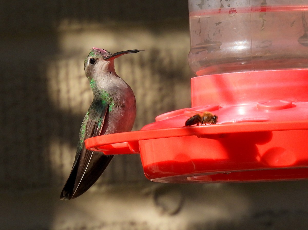 Broad-billed Hummingbird - ML307128561