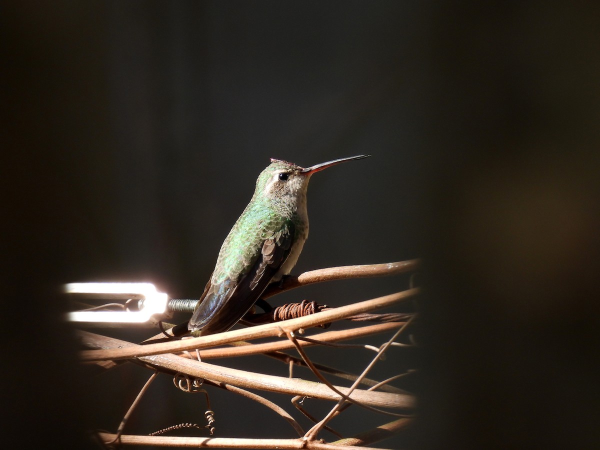 Broad-billed Hummingbird - ML307128611