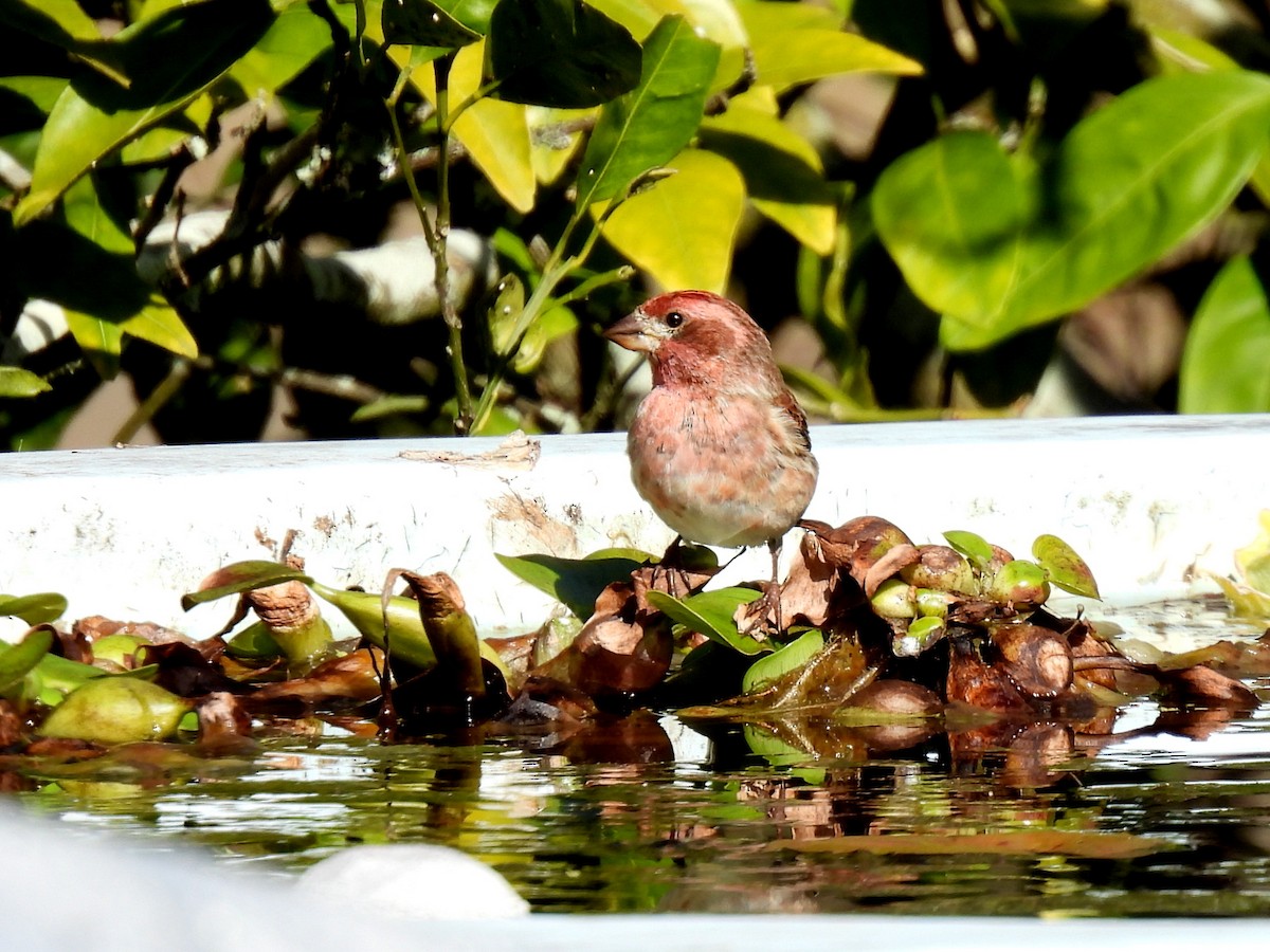 Purple Finch - ML307128661