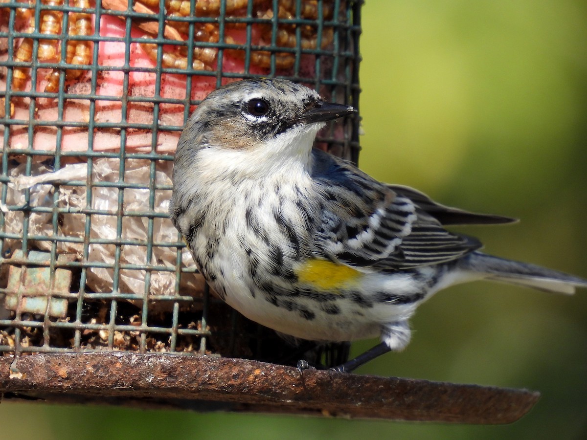 Yellow-rumped Warbler - ML307128901