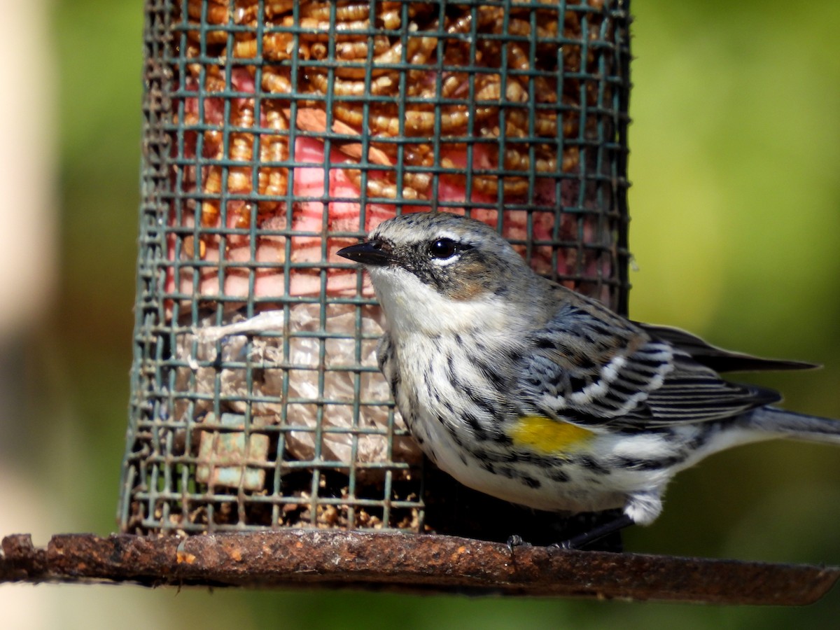 Yellow-rumped Warbler - ML307128951