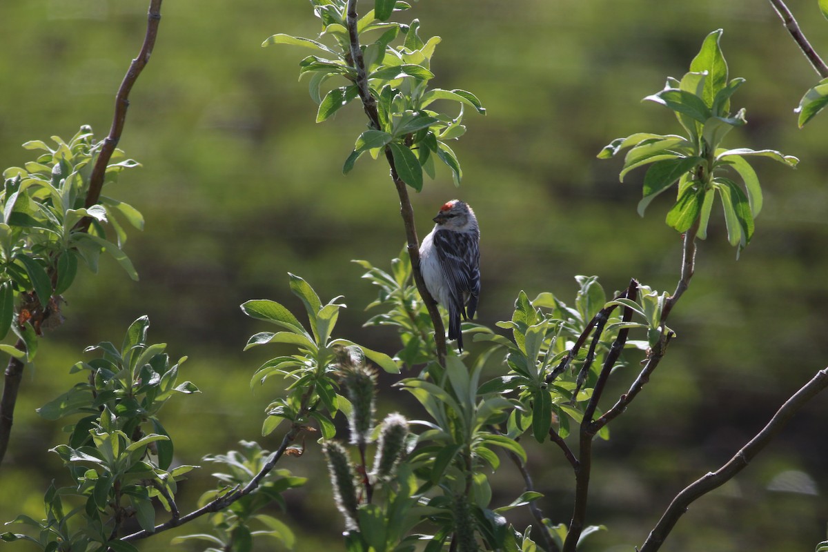 Hoary Redpoll - ML30712901