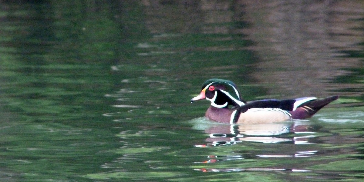 Wood Duck - ML307130221