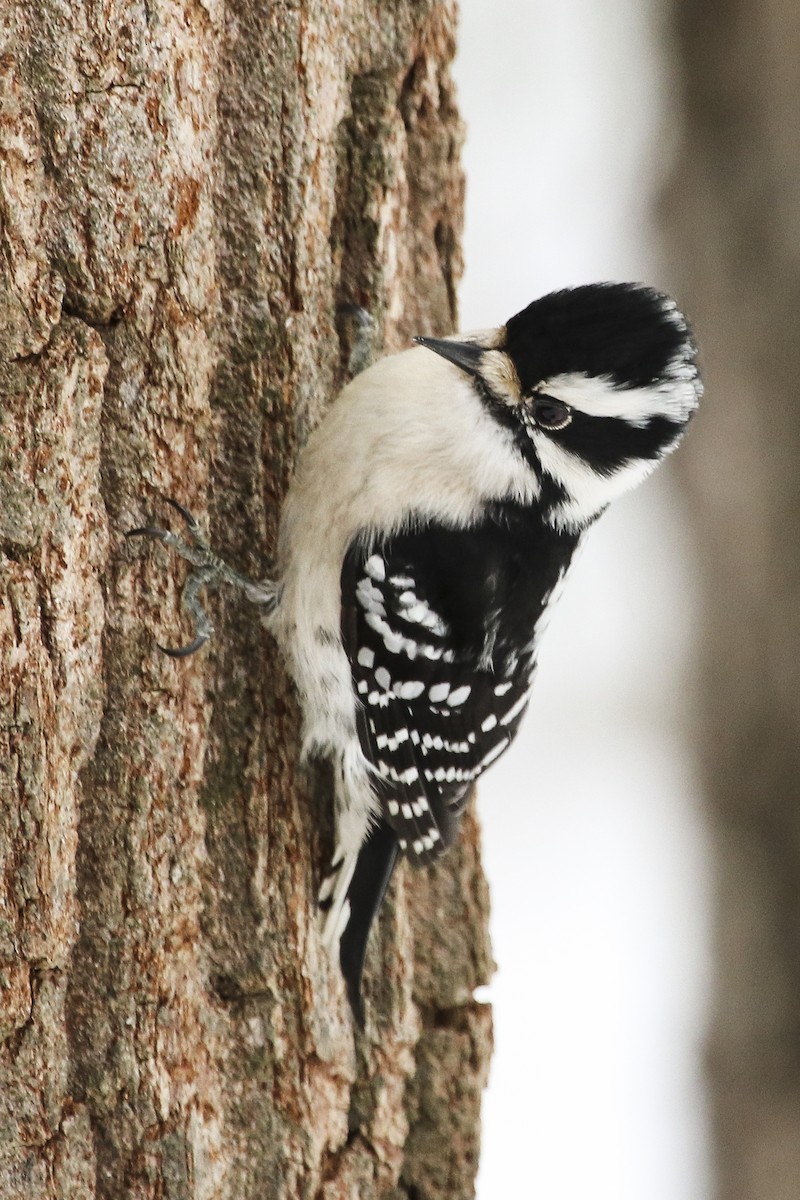 Downy Woodpecker - Jefferson Shank