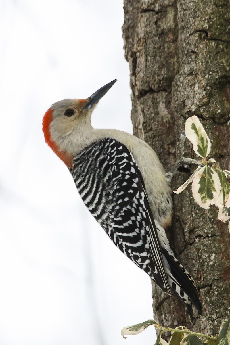 Red-bellied Woodpecker - ML307130651