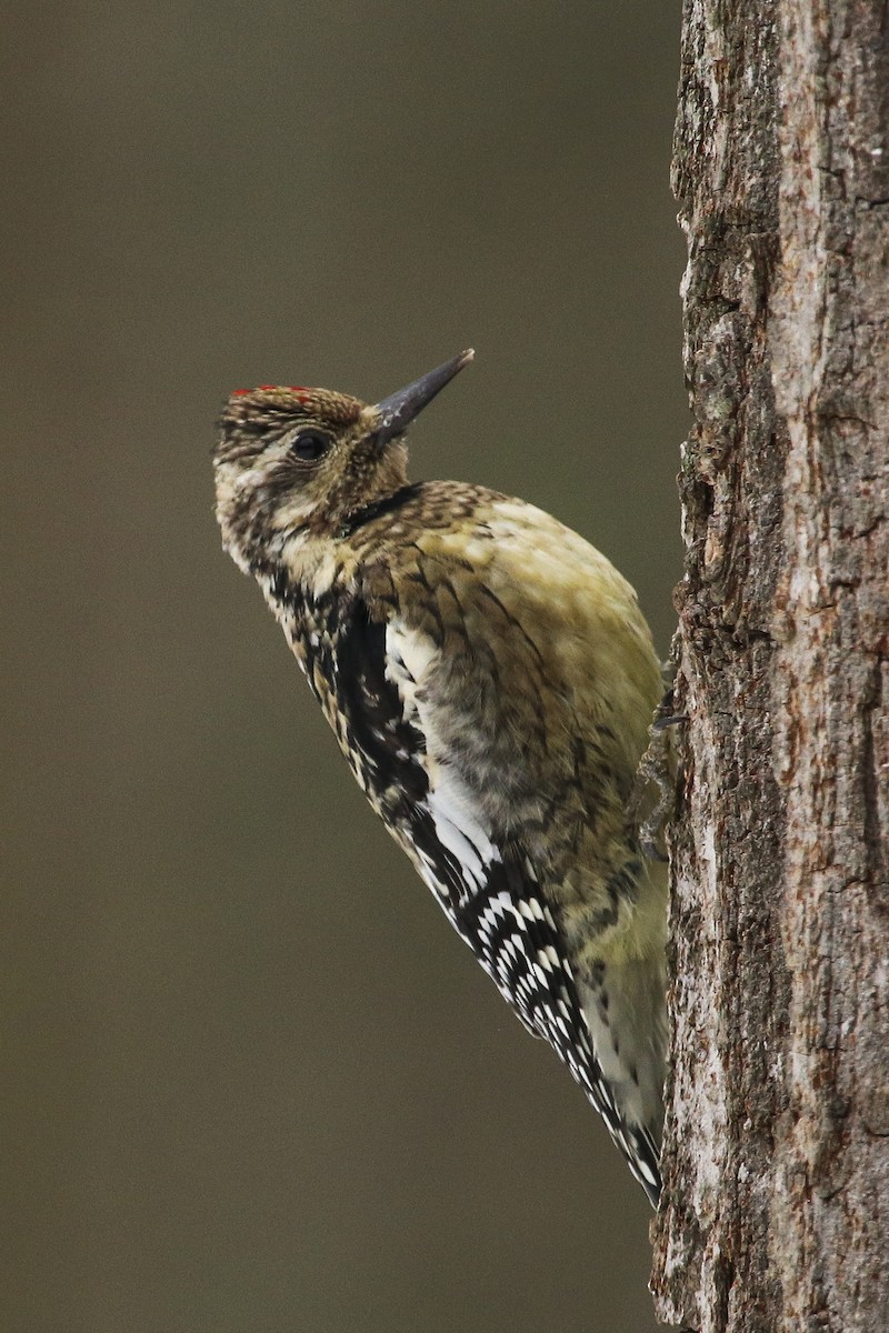 Yellow-bellied Sapsucker - ML307131191