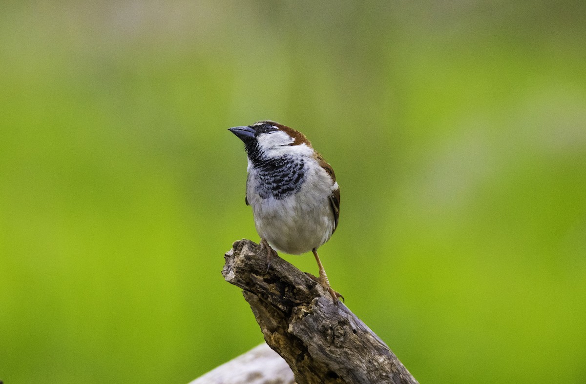 House Sparrow - Ardell Winters