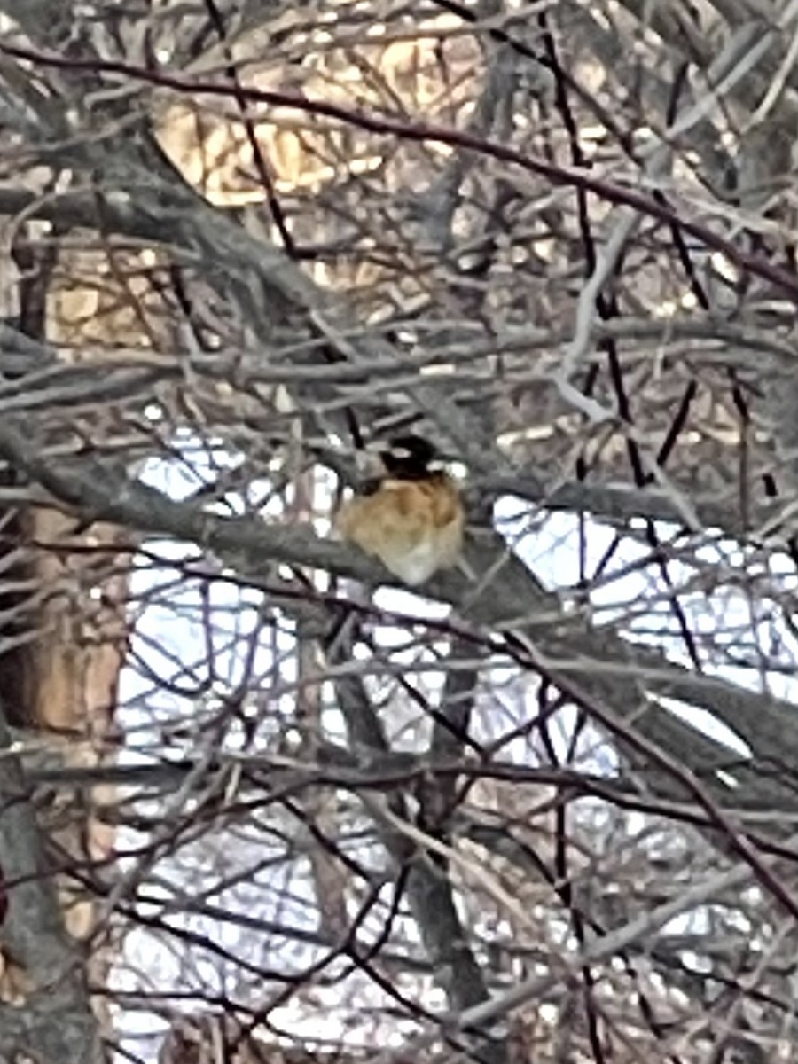 Black-headed Grosbeak - ML307134831