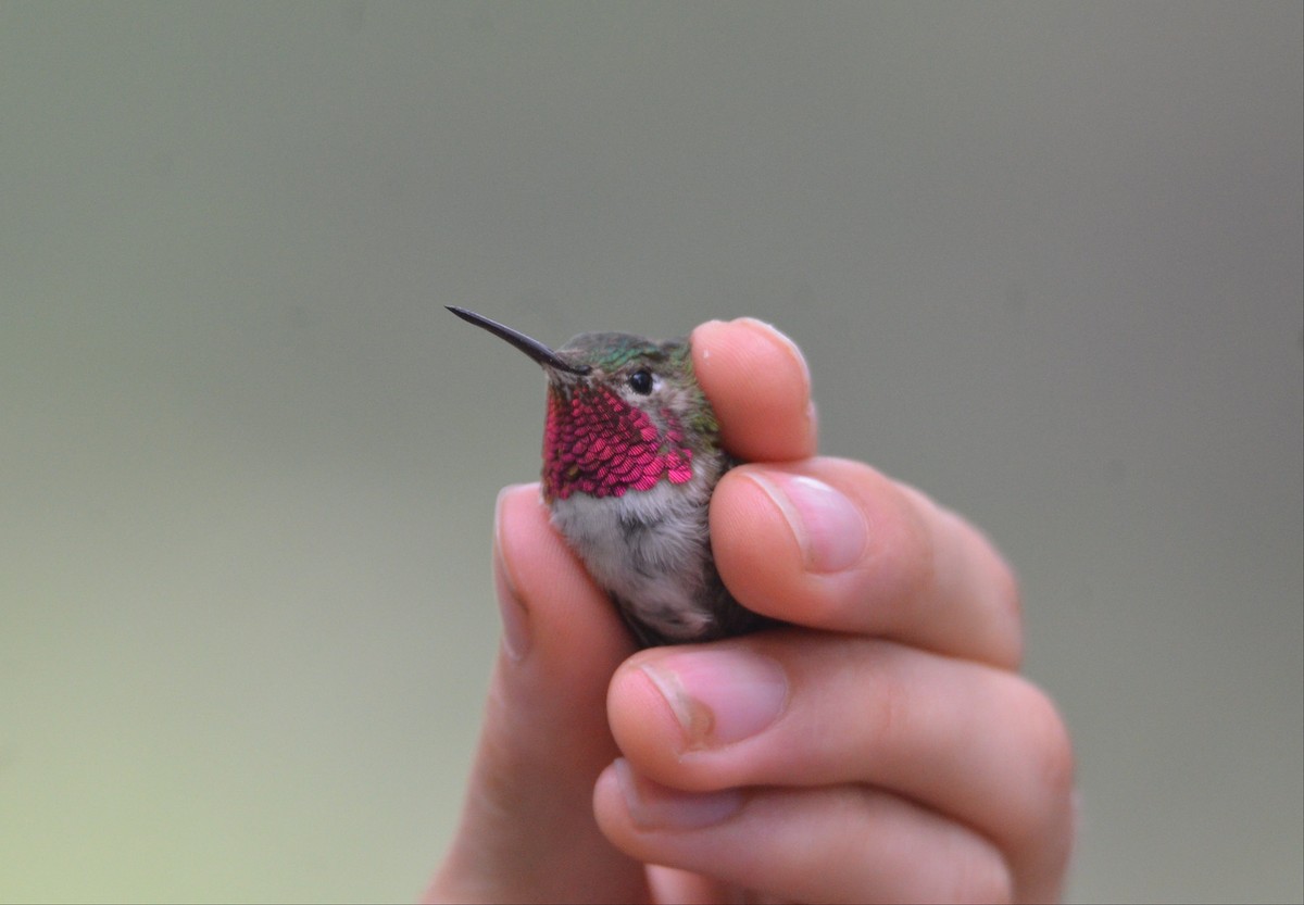 Broad-tailed Hummingbird - Cedrik von Briel