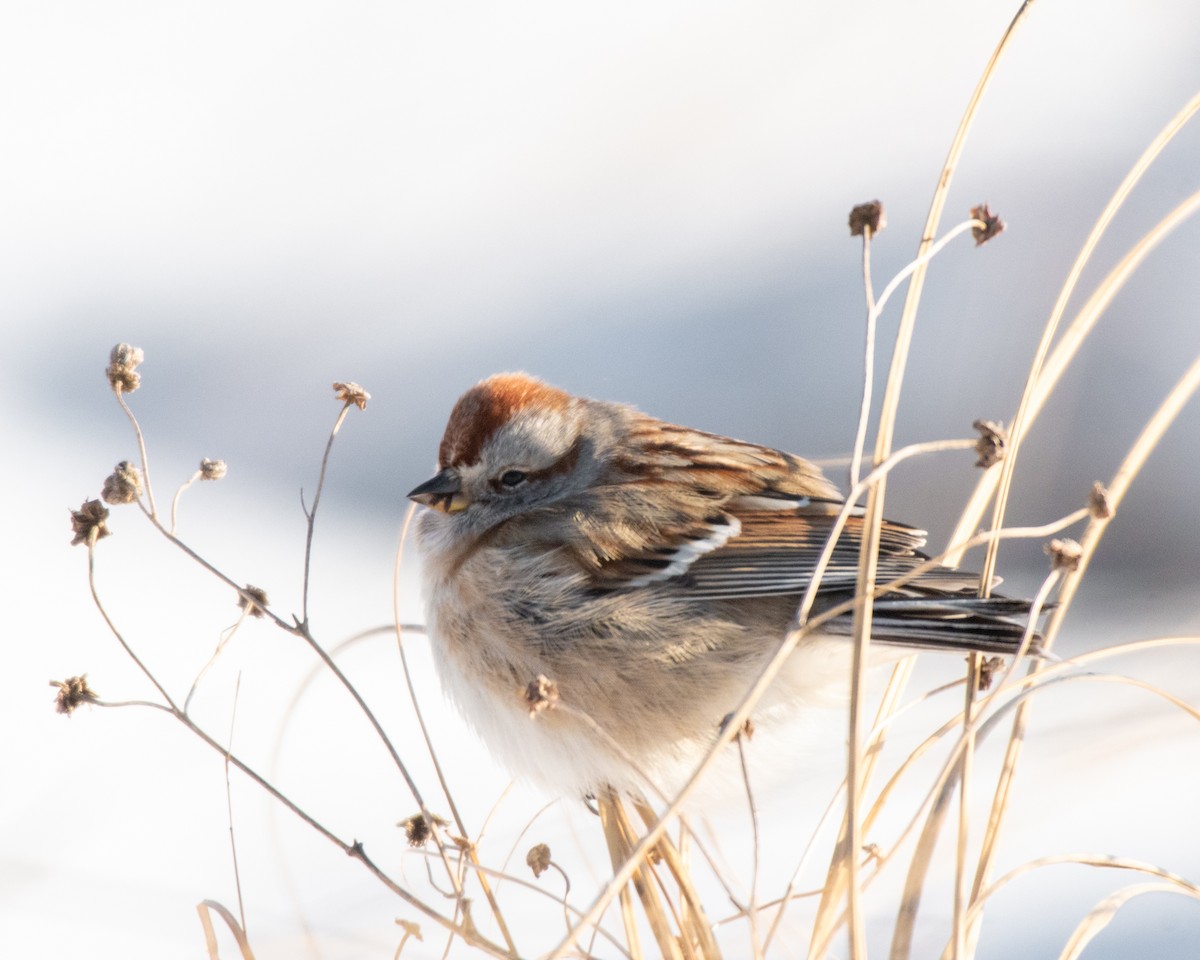 American Tree Sparrow - ML307136541