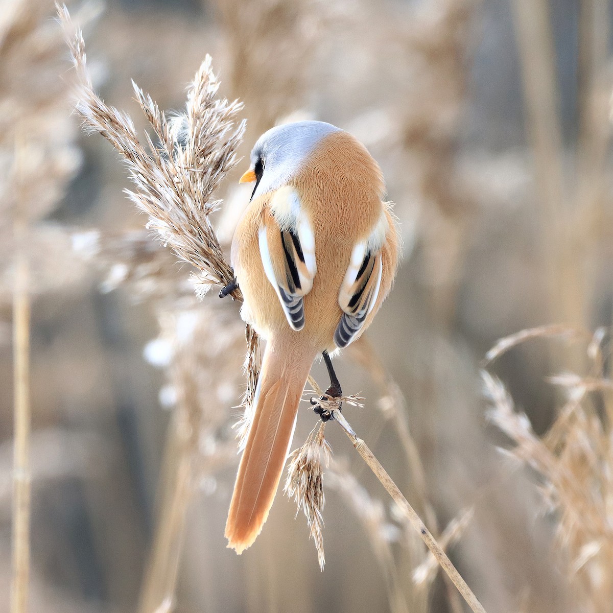 Bearded Reedling - ML307136781