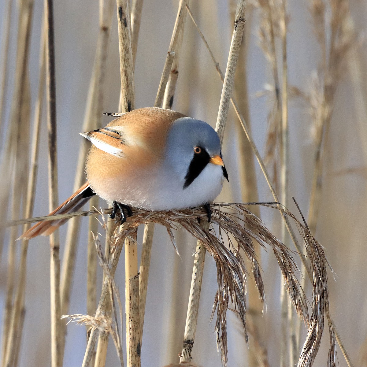 Bearded Reedling - ML307136831