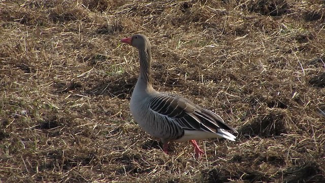 ハイイロガン - ML307137211