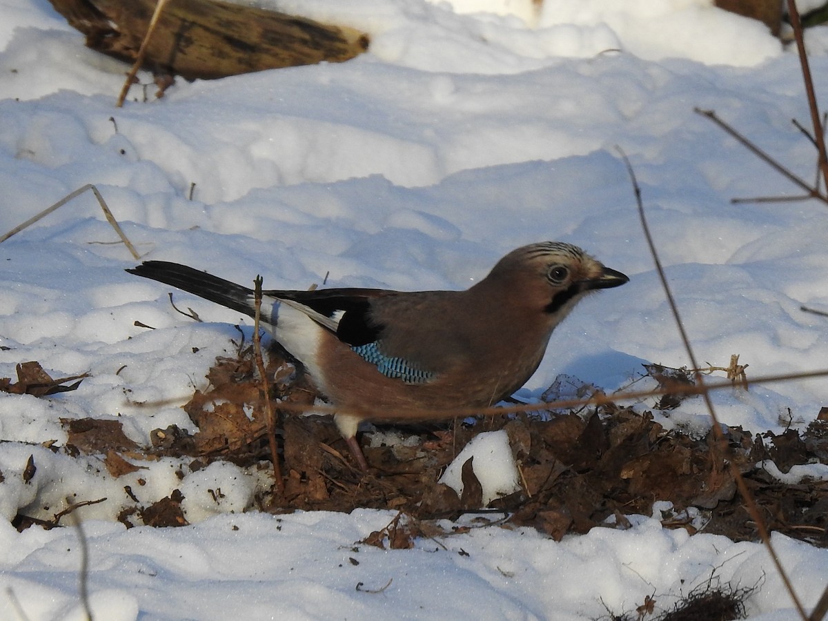 Eurasian Jay - ML307138371