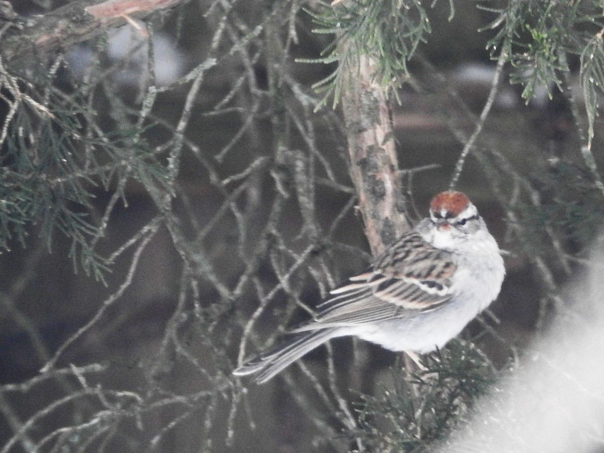 Chipping Sparrow - ML307138601