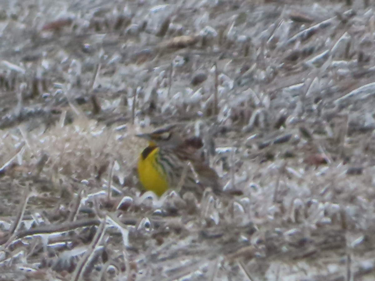 Eastern Meadowlark - ML307139121