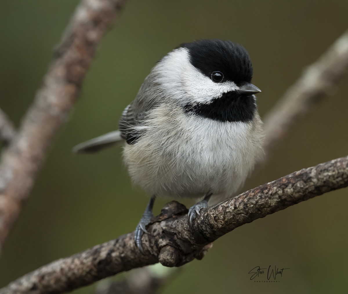 Carolina Chickadee - Steve Wheat