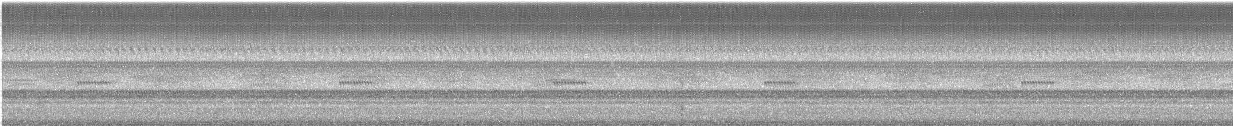 Round-tipped Conehead - ML307141