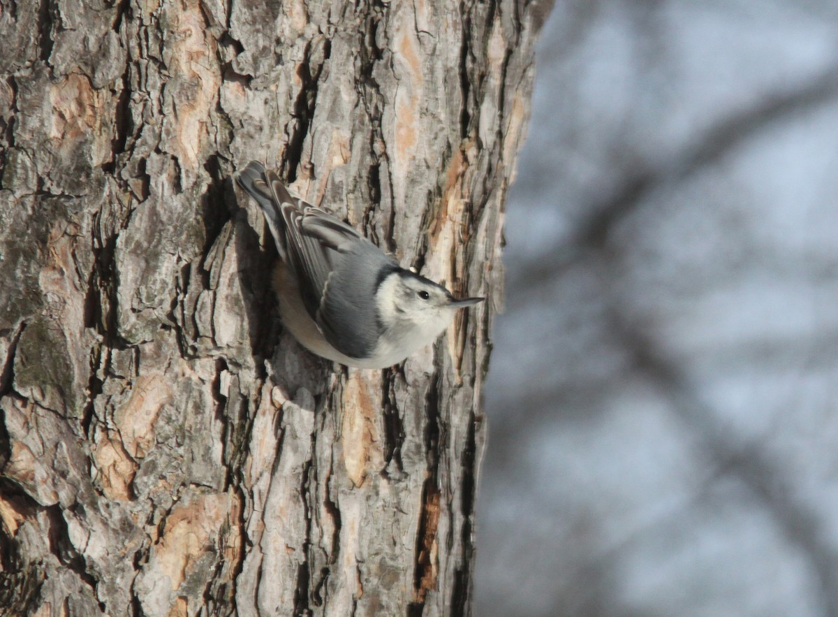 White-breasted Nuthatch - ML307141521