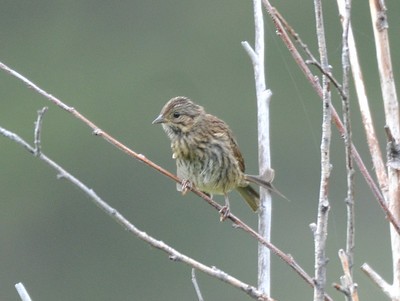 Lincoln's Sparrow - ML307141701