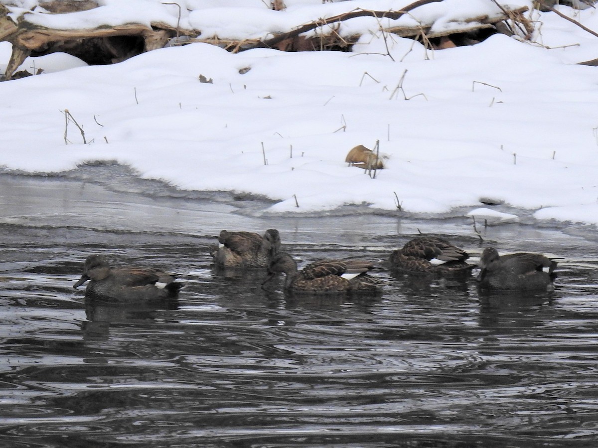 Gadwall - ML307142121