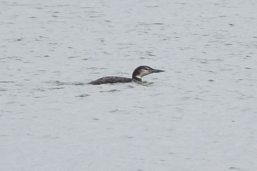 Common Loon - Martin Wall