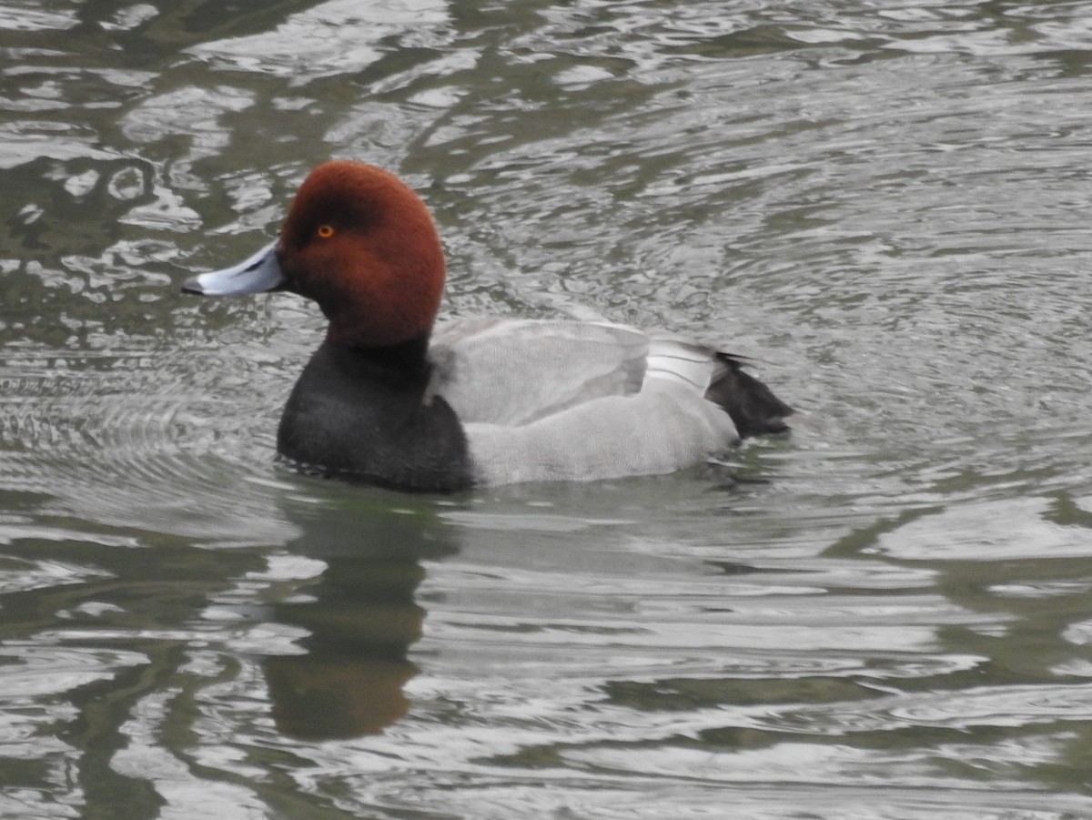 Redhead - ML307142691